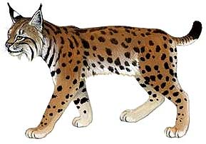 http://www.indiantiger.org/wild-cats/lynx-eurasian.html