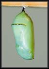 pupae