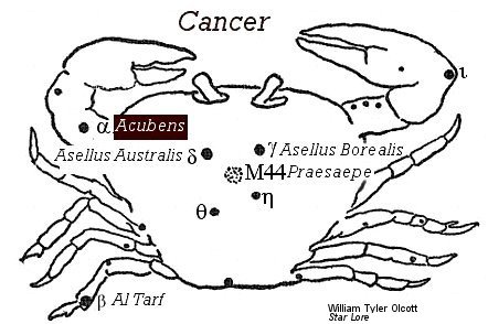 Acubens