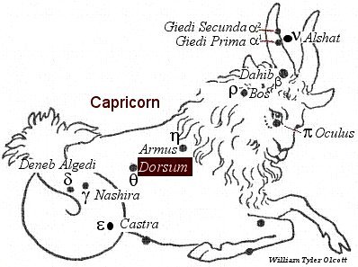 Dorsum