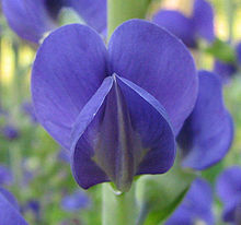 Wild blue indigo